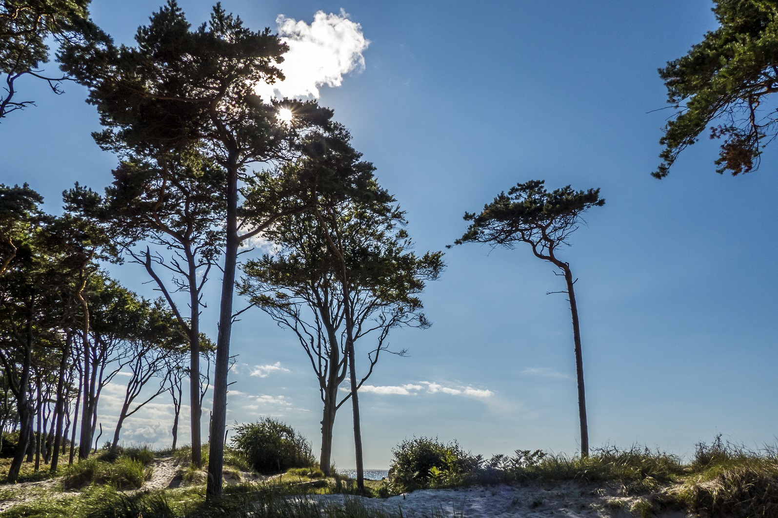 Windflüchter