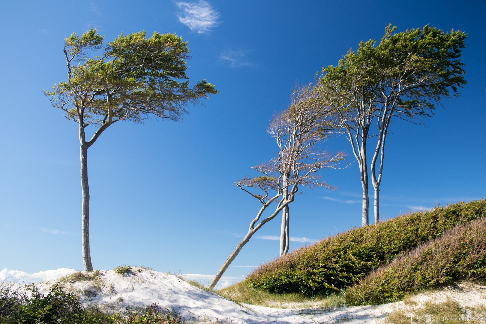 Windflüchter