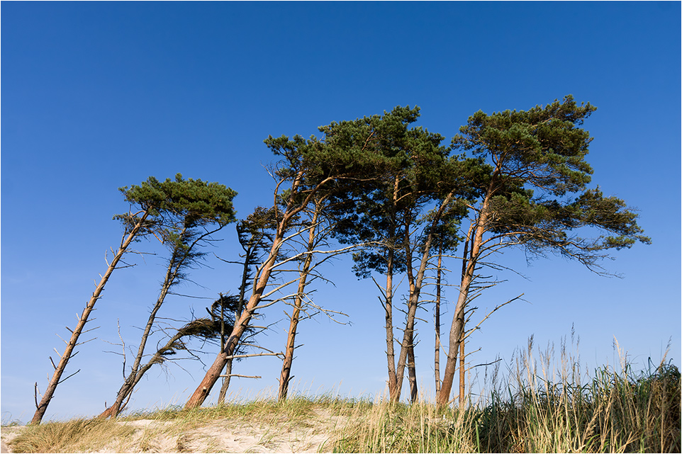 Windflüchter