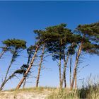 Windflüchter