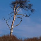 Windflüchter ...