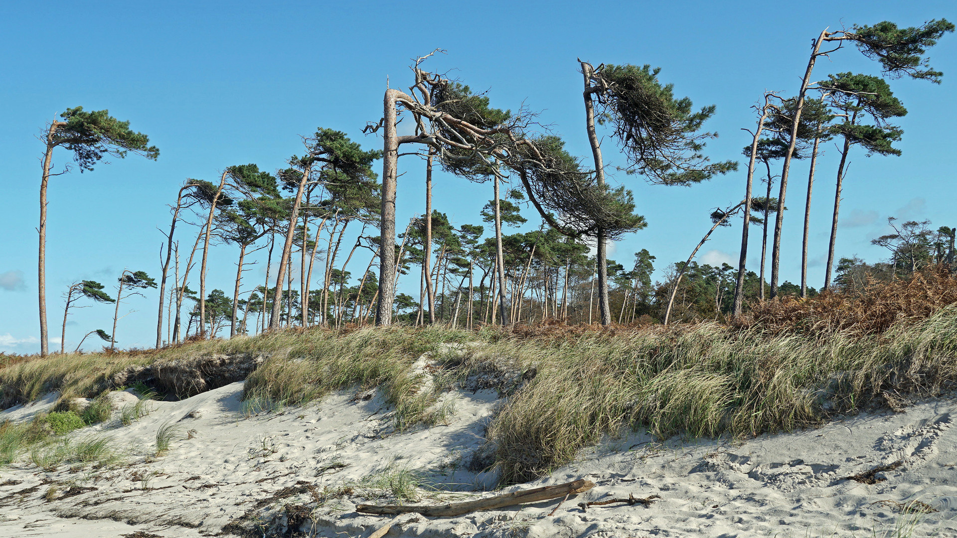 Windflüchter