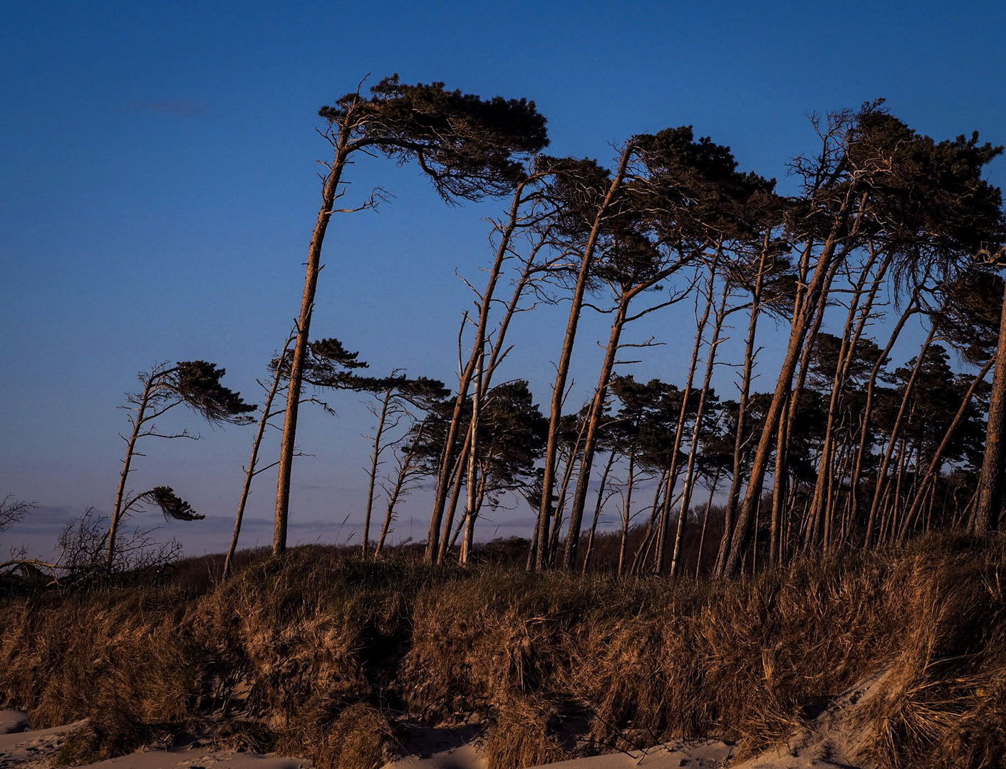 Windflüchter