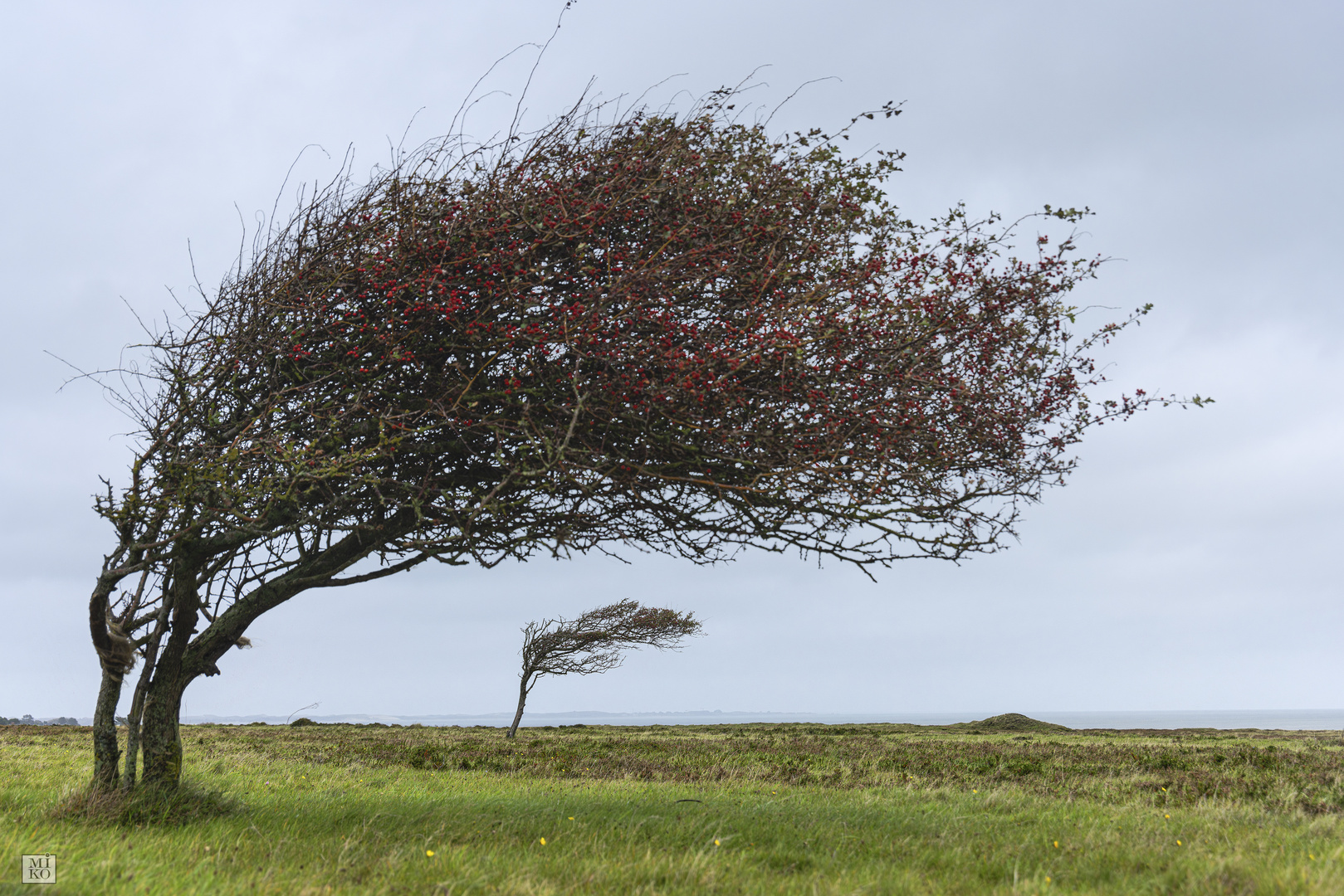 Windflüchter