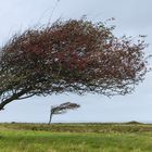 Windflüchter