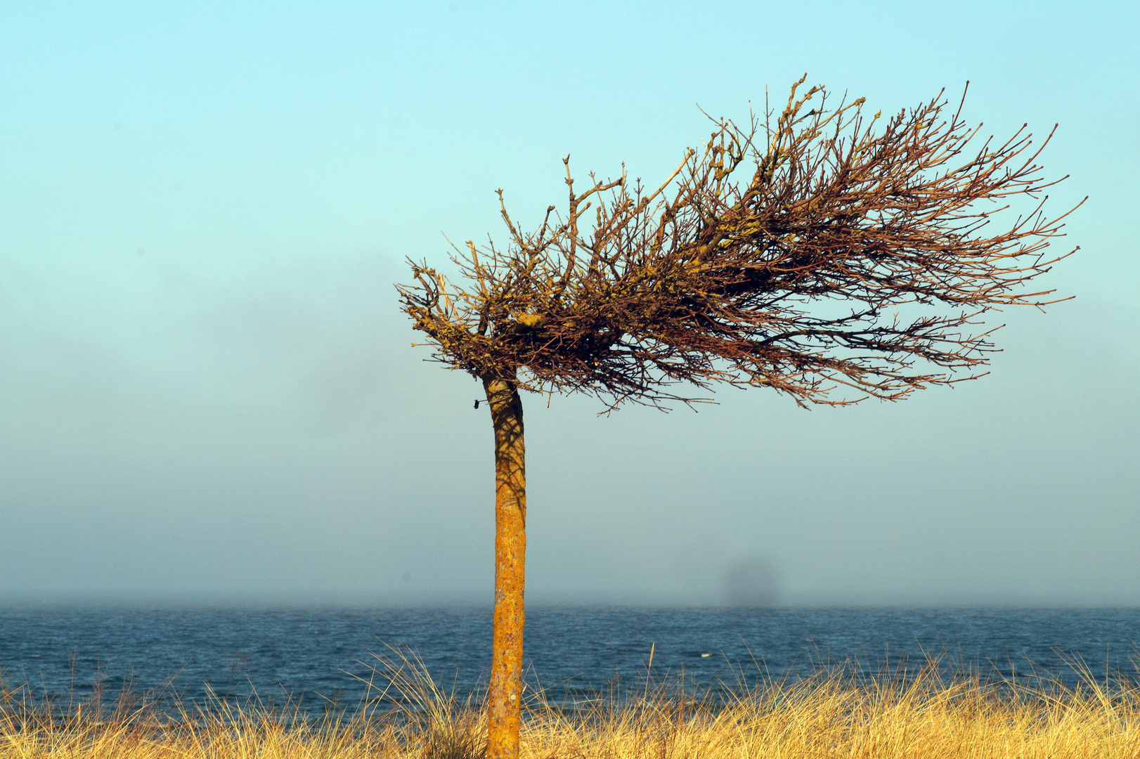 Windflüchter