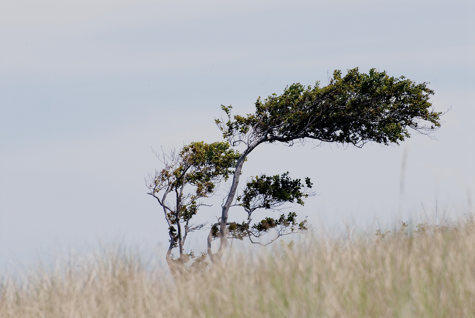 Windflüchter