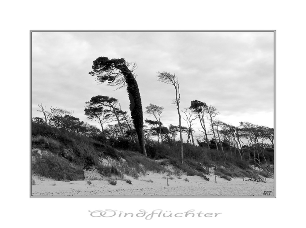 Windflüchter