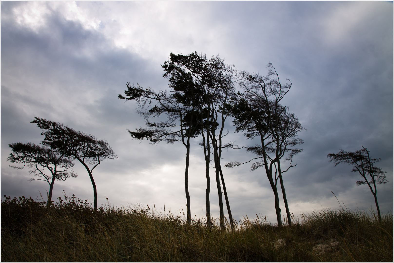 Windflüchter