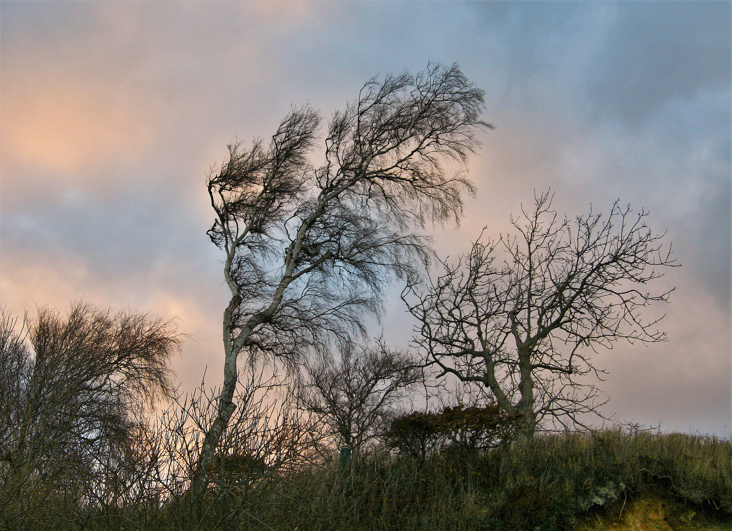 Windflüchter