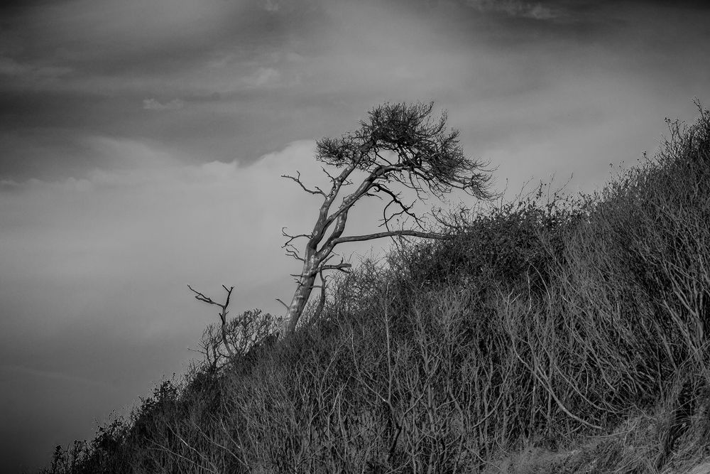 Windflüchter