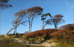 Windflüchter ...