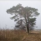 ... windflüchter ...