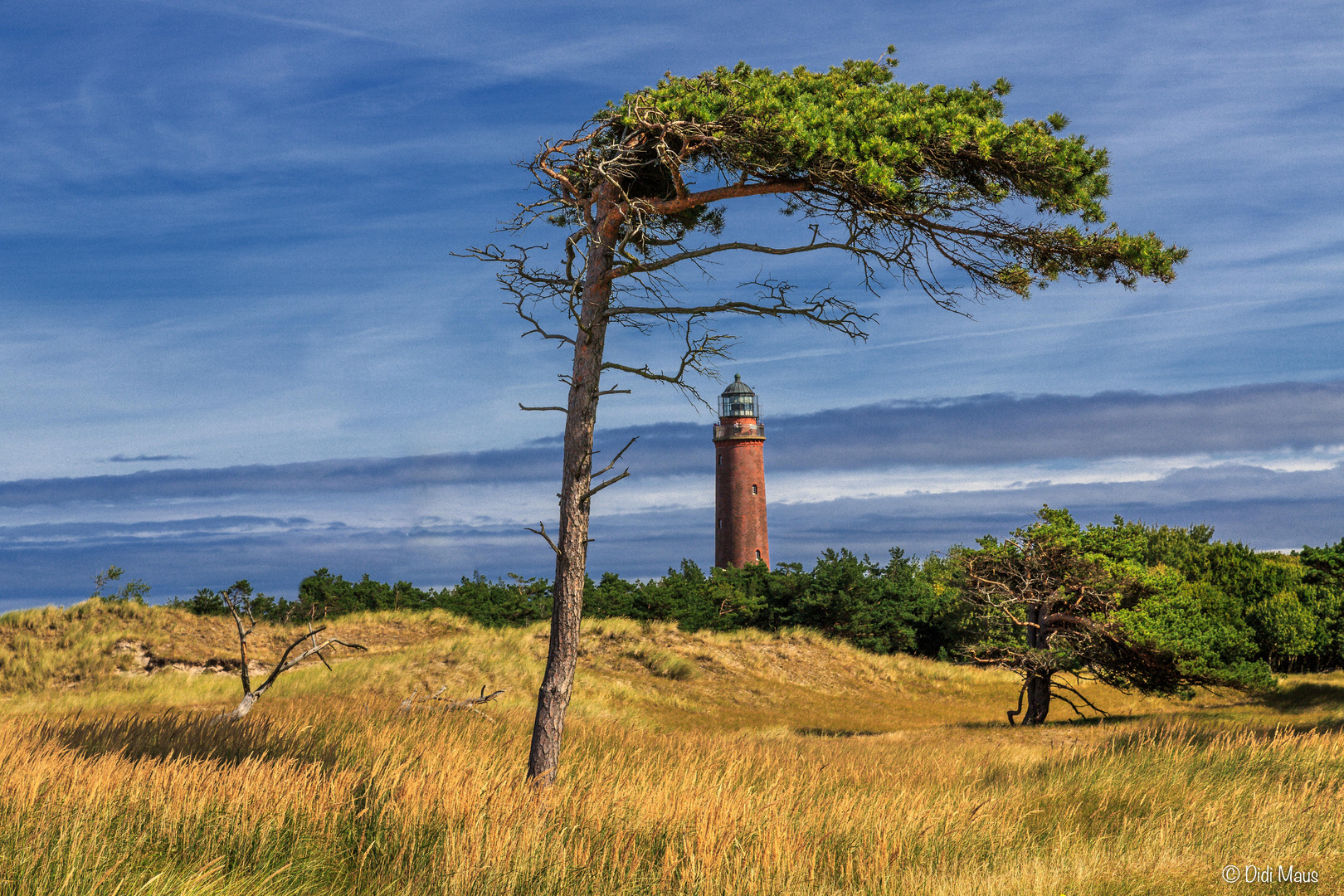 Windflüchter