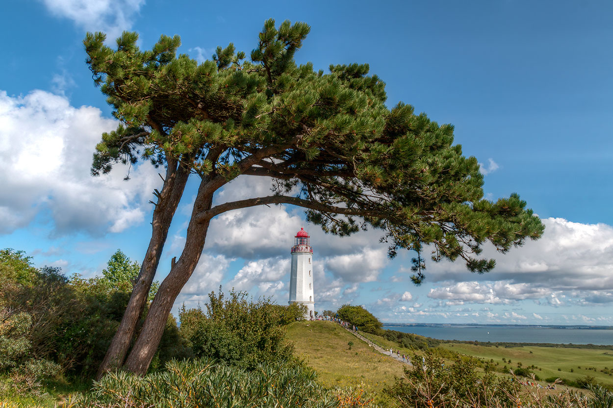 Windflüchter