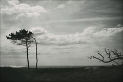 Windflüchter