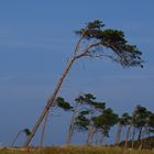 Windflüchter ..