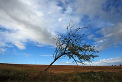 WIndflüchter