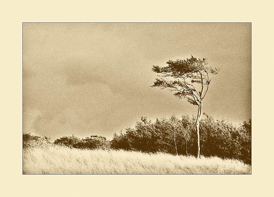 Windflüchter