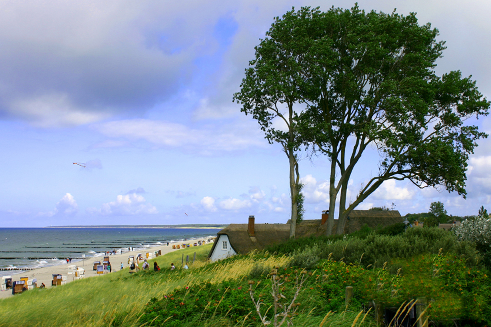 Windflüchter Ahrenshoop