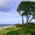 Windflüchter Ahrenshoop