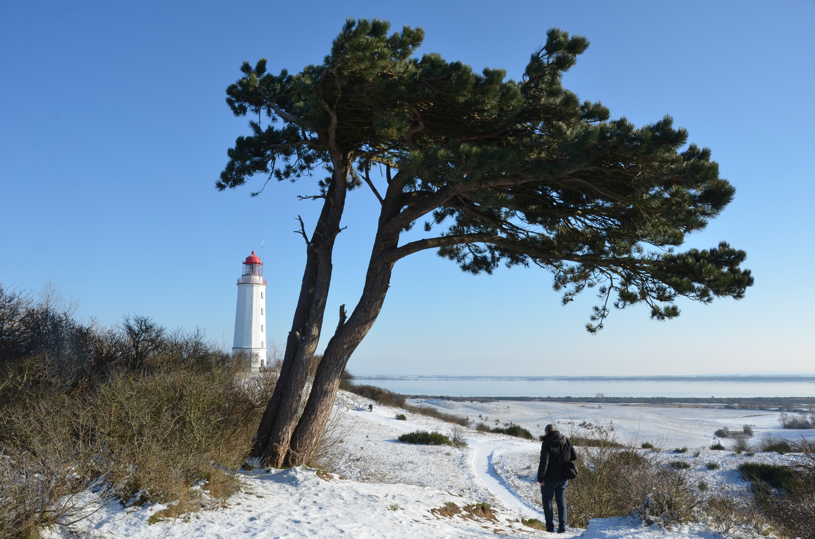 Windflüchter am Dornbusch