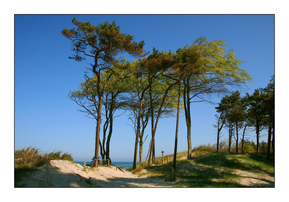 Windflüchter am Weststrand