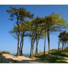 Windflüchter am Weststrand