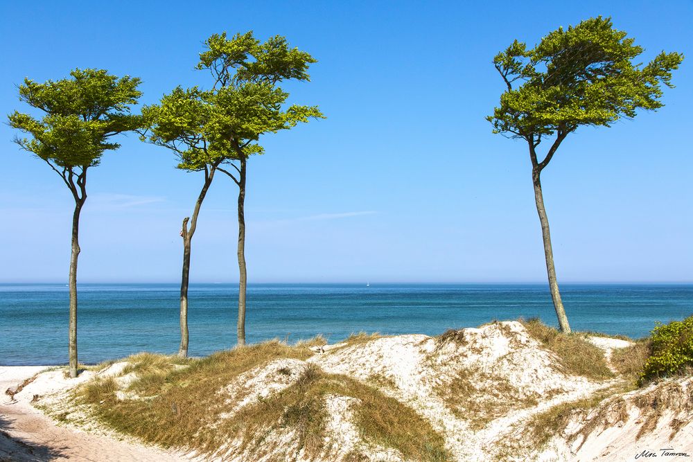 Windflüchter am Weststrand