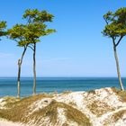 Windflüchter am Weststrand