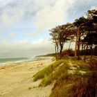 Windflüchter am Weststrand