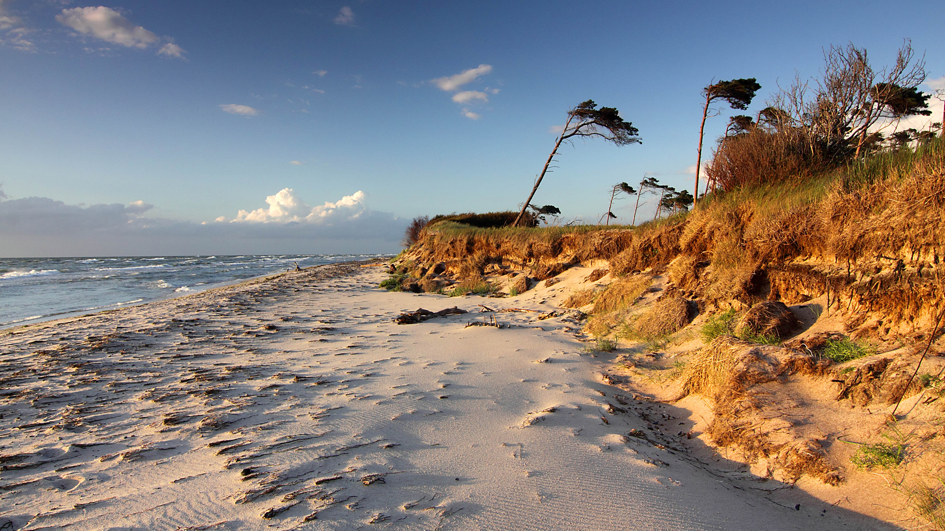 Windflüchter am Weststrand