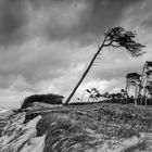 Windflüchter am Weststrand