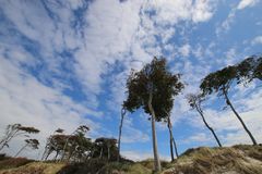 Windflüchter am Weststrand II