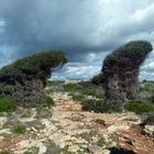 Windflüchter an der Cala Pi