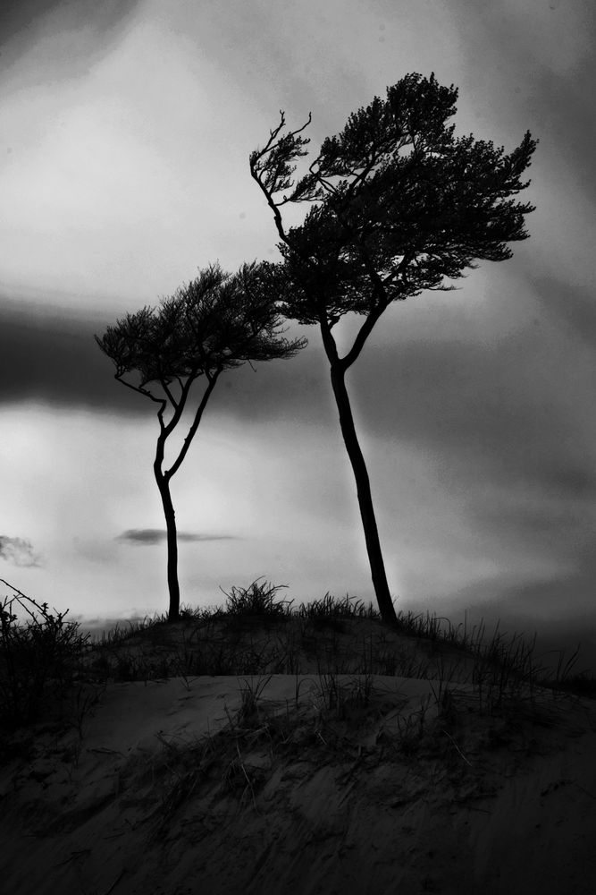 Windflüchter an der Ostsee