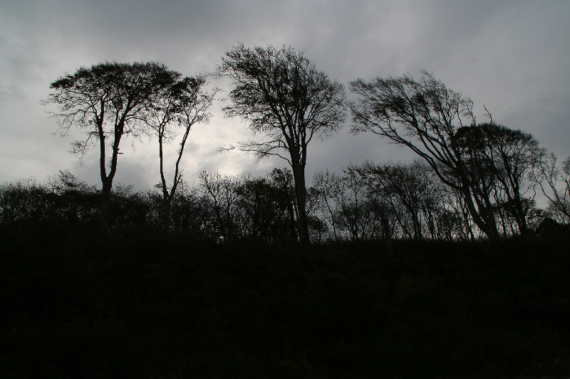 Windflüchter an der Steilküste