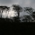 Windflüchter an der Steilküste