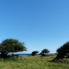 Windflüchter auf Hindsholm (Fünen)