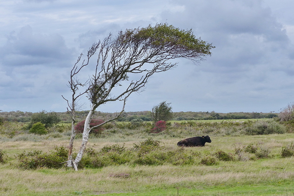 Windflüchter auf Texel.