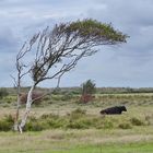 Windflüchter auf Texel.