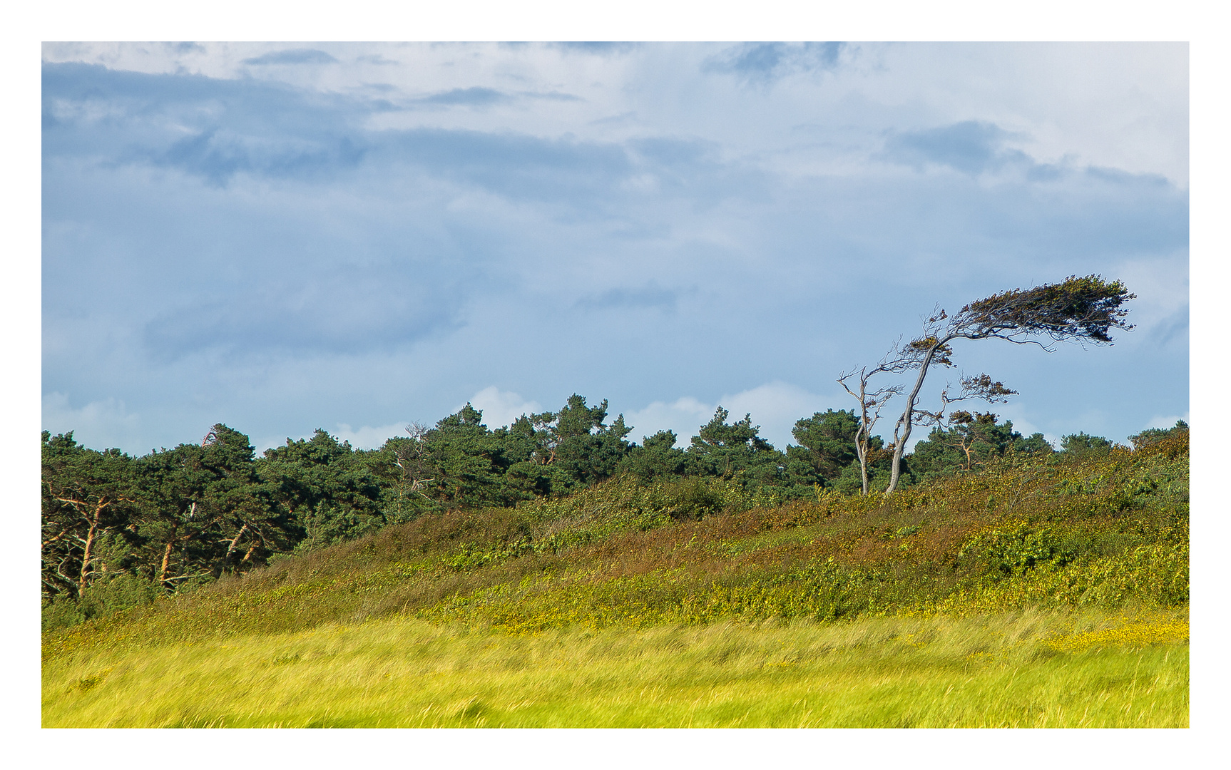 Windflüchter