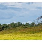 Windflüchter