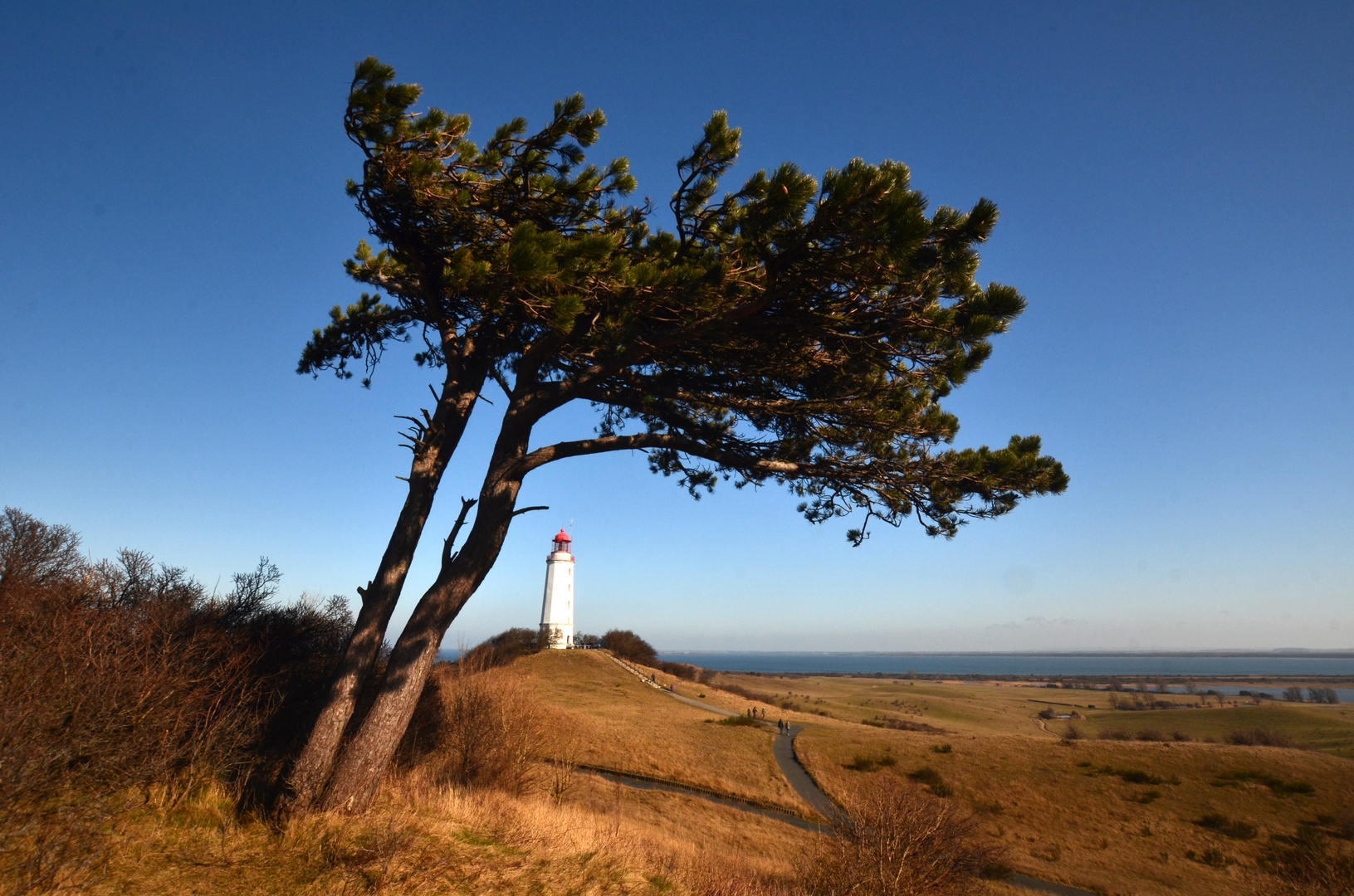 Windflüchter