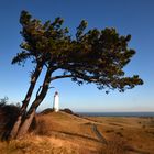 Windflüchter