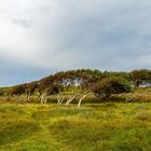 Windflüchter