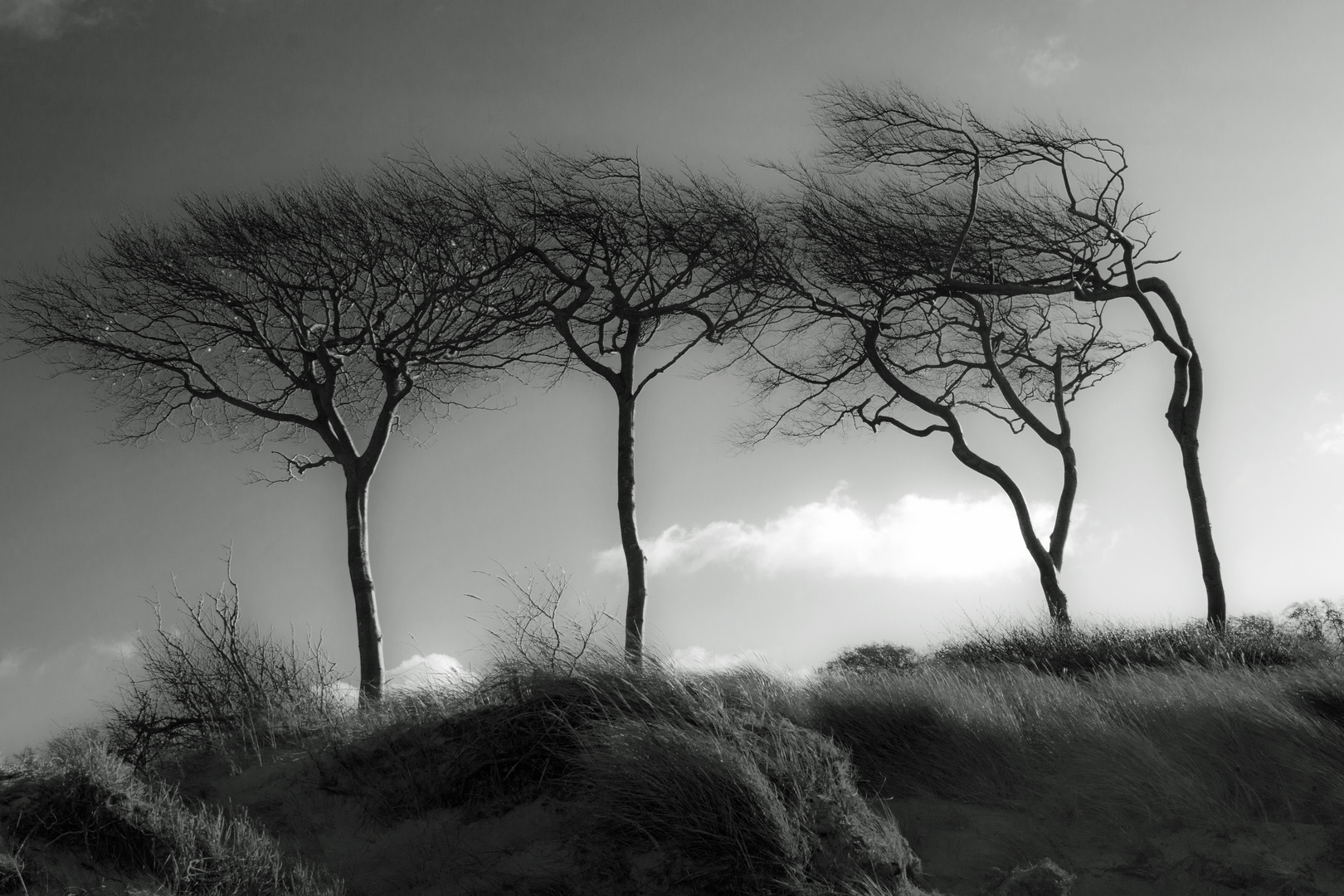 Windflüchter