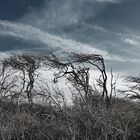 Windflüchter bei Börgerende