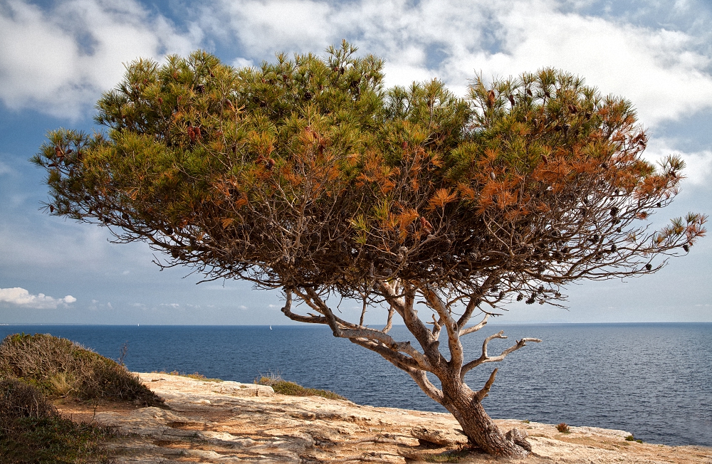 Windflüchter bei Cala Pi