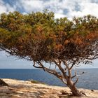 Windflüchter bei Cala Pi